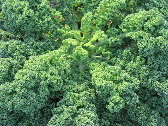 organic-cabbage-plant-1151307-1