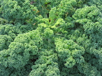 organic-cabbage-plant-1151307